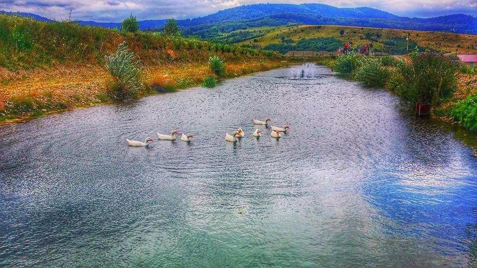 Pastravaria Ursu Vînători-Neamţ エクステリア 写真